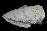 Pachycephalosaurus Claw - Montana #39121-1